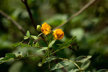 Senna corymbosa or Argentine senna yellow flower and family of Leguminosaeの写真素材