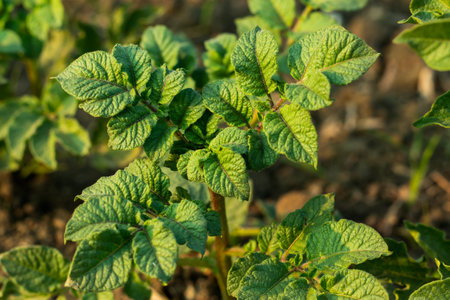 Potato plant outside home that a great vegetableの写真素材
