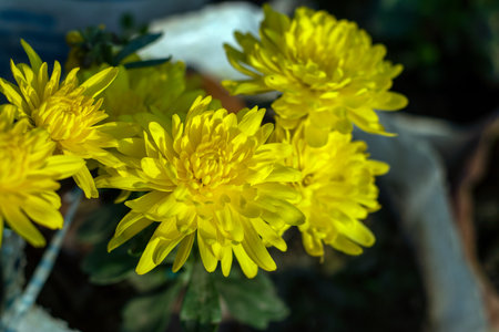 Dahlia pinnata from compositae family yellow flower petalsの写真素材