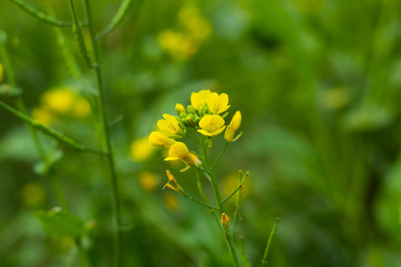 A bunch of or yellow mustard flowers