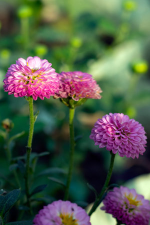 Dahlia from compositae family pink and off white flower petals