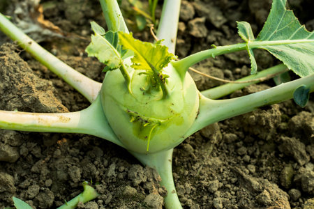 Ol kopi or shalgom or Kohlrabi also called German turnip, is a biennial vegetableの写真素材