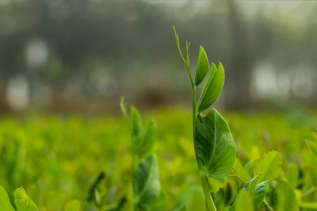 Grass pea or Lathyrus sativus is a legume and the family of Fabaceae commonly grown for human...