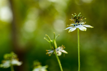 Nigella sativa is a small flowering shrub with purple or white-tinged flowers that grows in Eastern...
