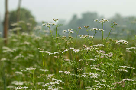 The coriander flowers are borne in small umbels, white or very pale pink, asymmetrical, with the petalsの写真素材