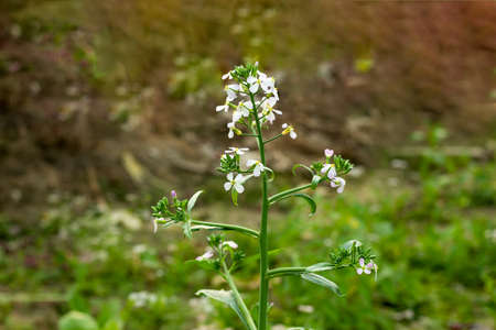 The white radish is a root vegetable which is domesticated in Europe which is grown throughout the worldの写真素材