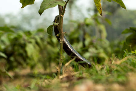 Brinjal or Begun or Eggplant, aubergine or brinjal is a plant species in the nightshade family Solanaceaeの写真素材
