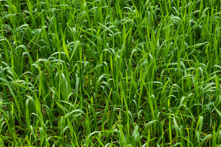 Preferred Scientific Name is wheat flour and Taxonomic green and yellow tree
