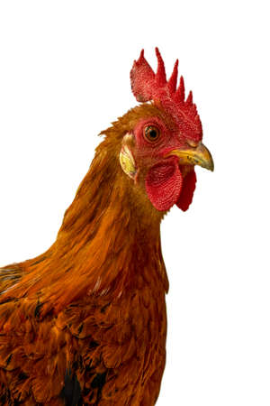 Chicked or hen or cock side view with white background in springtimeの写真素材