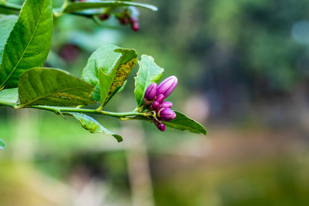 Purple color flowers of a lemon tree that is a new lemon tree and it holds for 12 monthsの写真素材