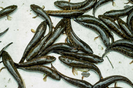 Telo Taki or Spotted snakehead, Channa punctata or Spotted snakehead that found in thousands of rivers and pondsの写真素材