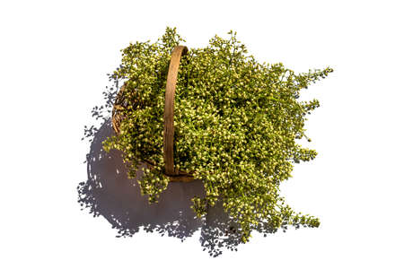 Flower Vase or Fuldani nature is beautiful and a perfect flower vase pictures. Flower Vase is created to beautify the arrangement of flowers and flowersの写真素材