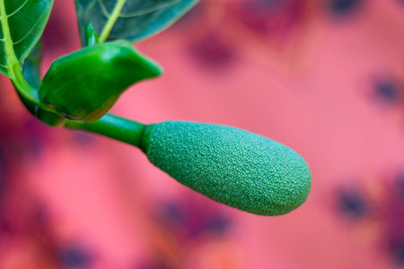 Jackfruit flowers grow from the trunk on short stalks. The male flowers are located higher on the...