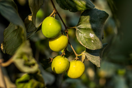 Ziziphus mauritiana, also known as Indian jujube is a multi-purpose tree species belonging to the...