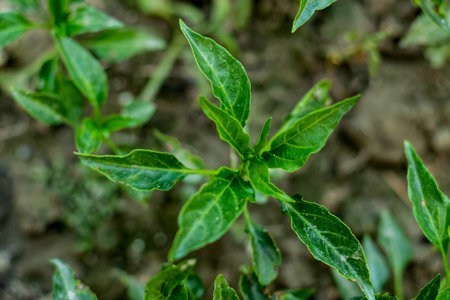 Green blossom of a habanero pepper plant with the green leaves of the chili plant in home garden