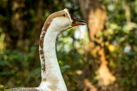 The white swans or duck or Stictonetta naevosa, Anserini is a tribe of ducks containing the geese and swans, also called tribe Stictonettini, Ducks, Geeseの写真素材