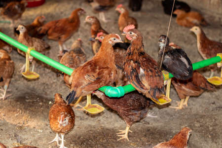 A huge farm of golden breed chickens and roosters has been developed in a scientific mannerの写真素材