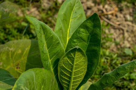 Green leaf and dried tobacco leaves are mainly used for smoking in cigarettes and It is harmful to healthの写真素材