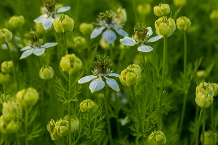 Closeup top shoot of off white-tinged nigella sativa flowers plant into the village biggest crops fieldの写真素材