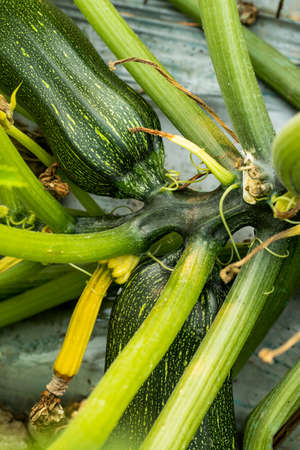 Cucurbita or Squash or is a genus of herbaceous vines in the gourd family that also name Zucchini Squash, Round Zucchiniの写真素材