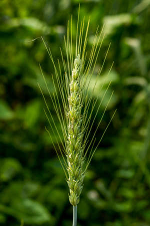 Wheat is a grass widely cultivated for its seed, a cereal grain which is a worldwide staple food and Einkorn is the most primitive form of wheat on Earthの写真素材