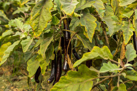 Black Eggplant bears lots of classically shapes and colors like glossy, purple-black, green, etc, as it is one of the most popular cultivars of vegetablesの写真素材