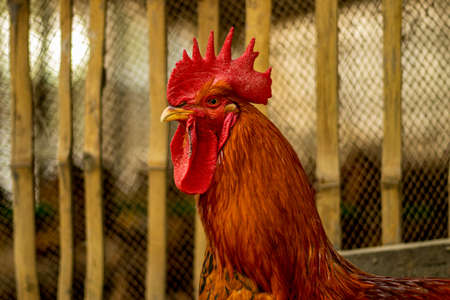 The portrait of a headshot of a big golden color rooster in a big animals firmの写真素材