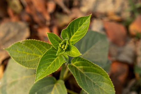 The wild Clerodendrum Prospero tree, Wallich's glory bower, nodding clerodendrum, Bridal Veil is a tender evergreen shrub with long trussesの写真素材