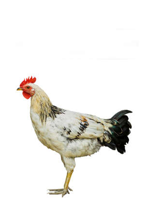 Chicken or an adult male is called a cock or rooster on isolated white backgroundの写真素材