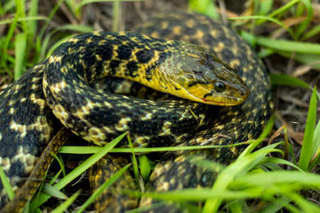 The buff striped keelback or Amphiesma stolatum snake is a species of nonvenomous colubrid snake found across Asia and sitting in the green grass looking for foodの写真素材