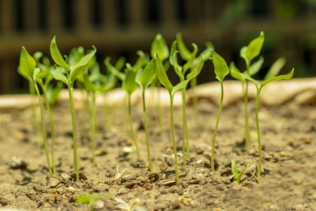 Pepper has sprouted from the seeds and looks dark green which is very salty