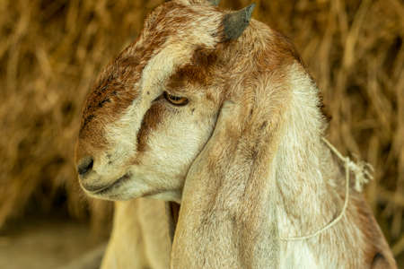 Headshot of an off white, black, and dark red goat looking food his kidsの写真素材