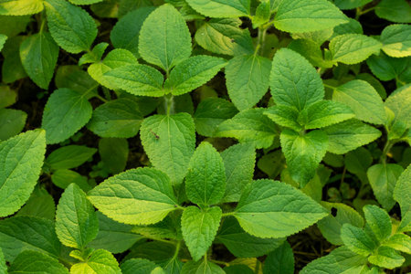 Galinsoga quadriradiata or Hairy galinsoga is a species of wild flowering plant in the family...