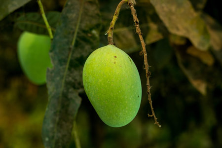 Green raw sour and sweet mango fruits in a village home garden closeup