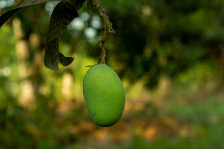 The single green and raw sweet and sour delicious mango fruits and behind some blend greeneryの写真素材