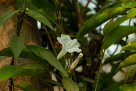 Field Bindweed or Chinese water-spinach often called Morning Glory, is a perennial vine that...