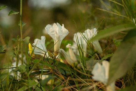 The Field Bindweed is a trailing or creeping plant and the white flower has square-like leaves with...