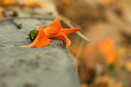 There are single Bengal Kino flowers on concrete floor that called also Palash is a deciduous tree whose flowers, seeds, bark and gum are used for medicinal purposeの写真素材