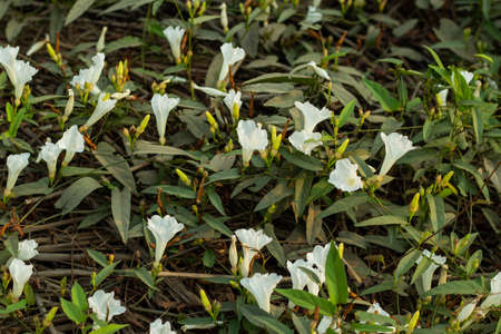 The bunch of Field bindwee or Fiddle-leaf morning-glory white flower on ground also Field bindweed is a non-native, long-lived perennialの写真素材