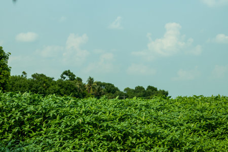 The longest and biggest jute field and behind mango tree in a villageの写真素材