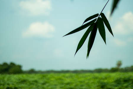 The green and blue sky natural landscape view with bamboo leaf hang on fontの写真素材