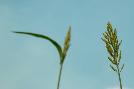 The ripe corn flowers before harvesting on blue sky