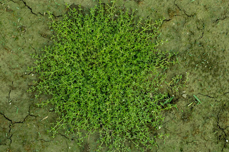 Yellow wall bedstraw or Galium murale is a species of wild flowering plant growing on the ground