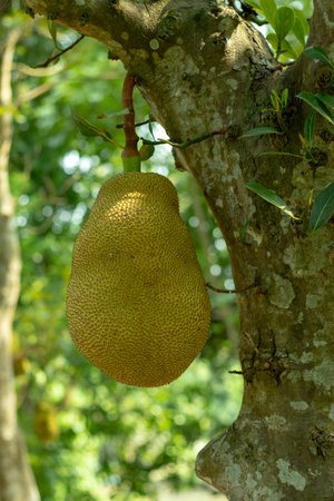 Jackfruit is a Big fruit, it's good for health. Since the jackfruit tree is naturally drought and...