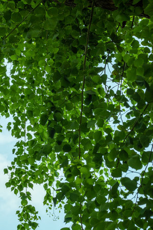 Decorated so many small green leaf hang on the tree above