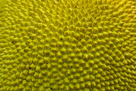 One unique aspect of jackfruit is the unusually large size fruit of the world. Jackfruit has a spiky...