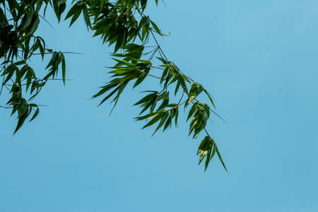 The Cloudy blue sky with green bamboo long and sharp leaves or leaf isolatedの写真素材