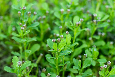 Fog Fruit or Lance-leaf fog fruit or Carpet-grass is known in many countries as Wild Grassの写真素材