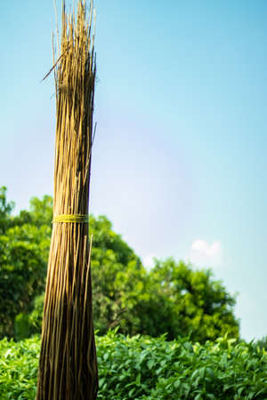 Dry Lalo or saluyot and green jute plant together, charcoal or activated charcoal from jute sticks and other agro-wastes by Destructive Distillation is a Green technologyの写真素材