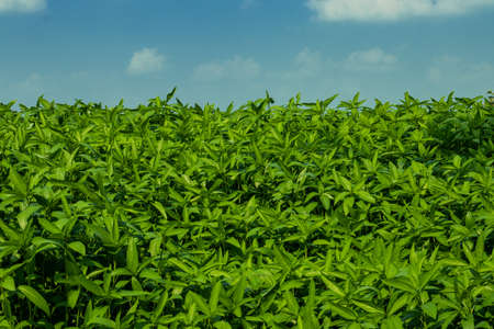 The biggest jute plant and ewedu leaf are mallow leaf, Jute leaf, Saluyot, mulukhiyah, wild okraの写真素材